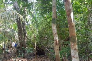 Zanzibar: Jozani Chwaka Bay Park Private Guided Tour