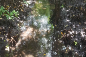 Zanzibar: Jozani Chwaka Bay Park Private Guided Tour