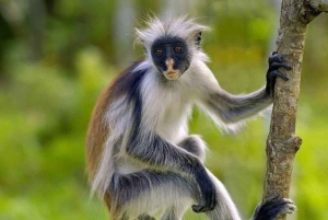 ザンジバル：ジョザニ・チュワカ・ベイ・パーク プライベートツアー（ガイド付き）