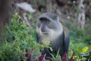 ザンジバル：ジョザニ・チュワカ・ベイ・パーク プライベートツアー（ガイド付き）