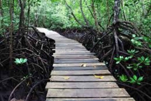 ザンジバル：ジョザニ・チュワカ・ベイ・パーク プライベートツアー（ガイド付き）