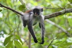 ザンジバル：ジョザニ・チュワカ・ベイ・パーク プライベートツアー（ガイド付き）