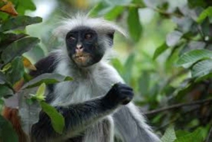 ザンジバル：ジョザニ・チュワカ・ベイ・パーク プライベートツアー（ガイド付き）