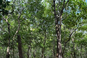 ザンジバル：ジョザニ・チュワカ・ベイ・パーク プライベートツアー（ガイド付き）