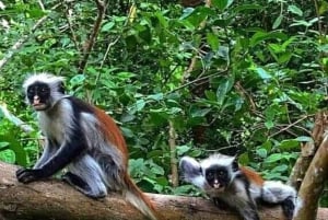 Sansibar: Jozani-Wald und Schmetterlings-Tour
