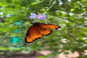 Занзибар: однодневная экскурсия в лес Джозани и Центр бабочек