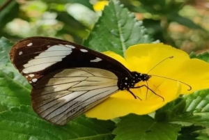 Занзибар: однодневная экскурсия в лес Джозани и Центр бабочек