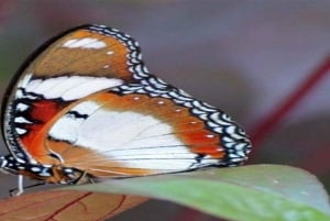 Занзибар: однодневная экскурсия в лес Джозани и Центр бабочек