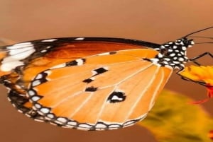 Занзибар: однодневная экскурсия в лес Джозани и Центр бабочек