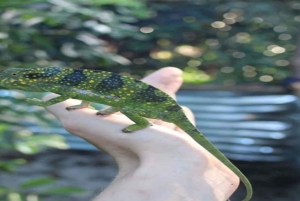 Занзибар: однодневная экскурсия в лес Джозани и Центр бабочек