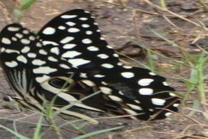 Занзибар: однодневная экскурсия в лес Джозани и Центр бабочек