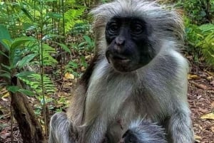 Занзибар: однодневная экскурсия в лес Джозани и Центр бабочек