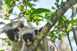 Занзибар: однодневная экскурсия в лес Джозани и Центр бабочек