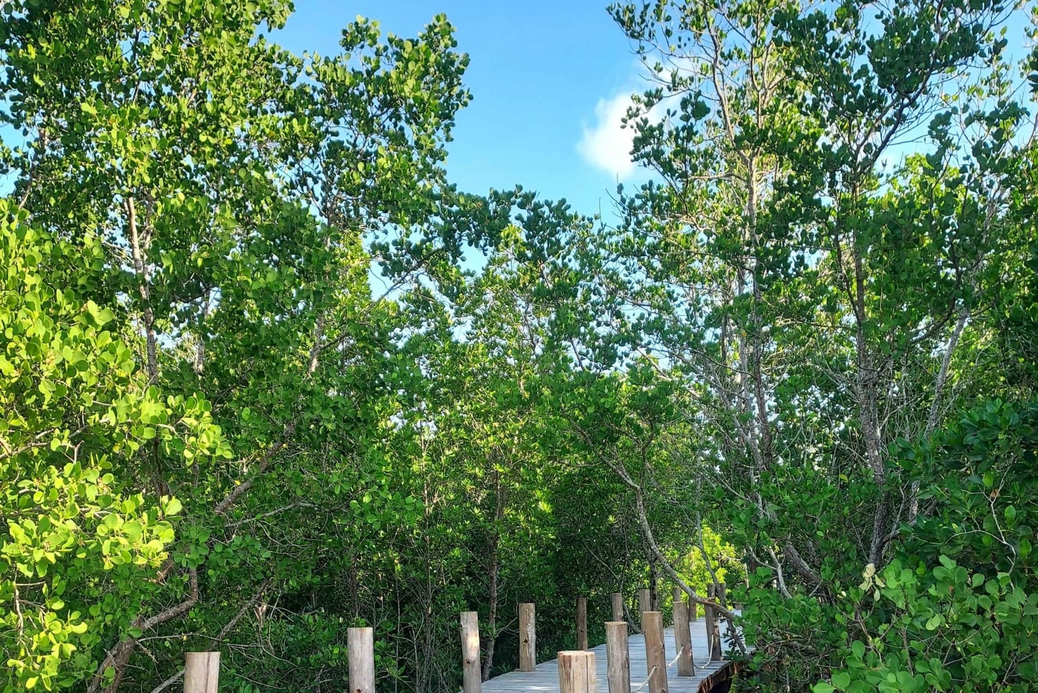 Zanzibar: Jozani Forest and Kae Funk Sunset Beach Bar