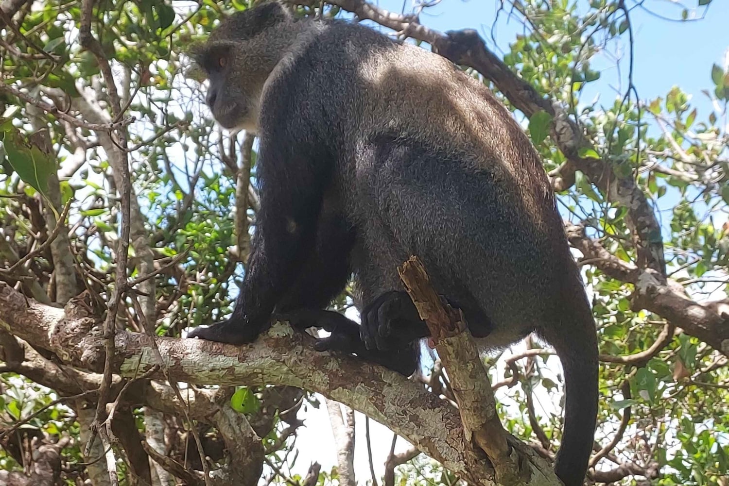 Zanzibar: Jozani Forest and Kae Funk Sunset Beach Bar