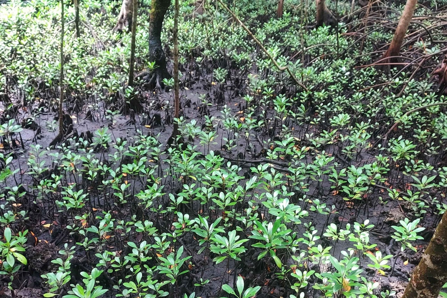 Zanzibar: Jozani Forest and Kae Funk Sunset Beach Bar