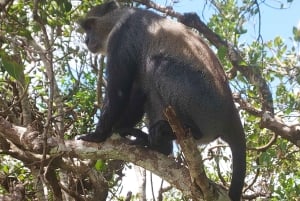 ザンジバル：ジョザニの森とカエ・ファンク・サンセット・ビーチ・バーをご覧ください