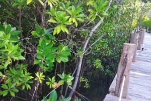 ザンジバル：ジョザニの森とカエ・ファンク・サンセット・ビーチ・バーをご覧ください