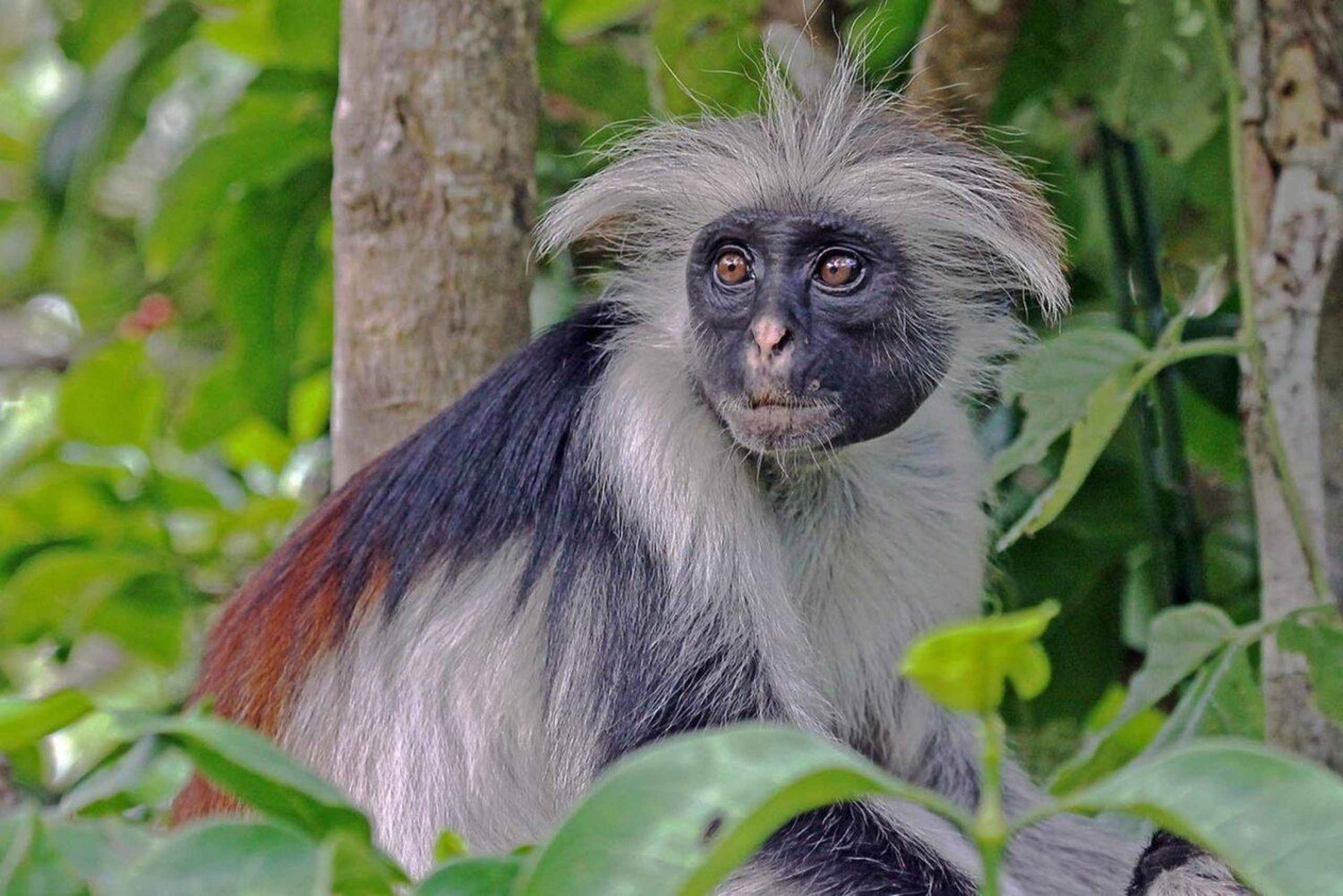 Zanzibar: Jozani Forest, Prison Island and Spice Farm Tour