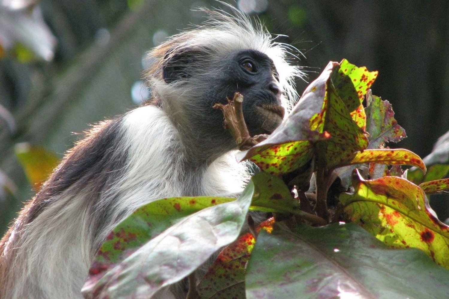 Zanzibar: Jozani Forest and Rock Restaurant Tour
