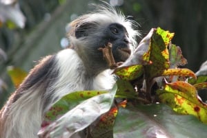 Zanzibar: Jozani Forest och Rock Restaurant Tour