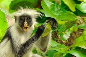 Zanzibar: Jozani Forest och Rock Restaurant Tour