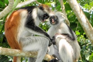 Zanzibar: Bading med skilpadder i Kizimkaz og Jozani-skogen
