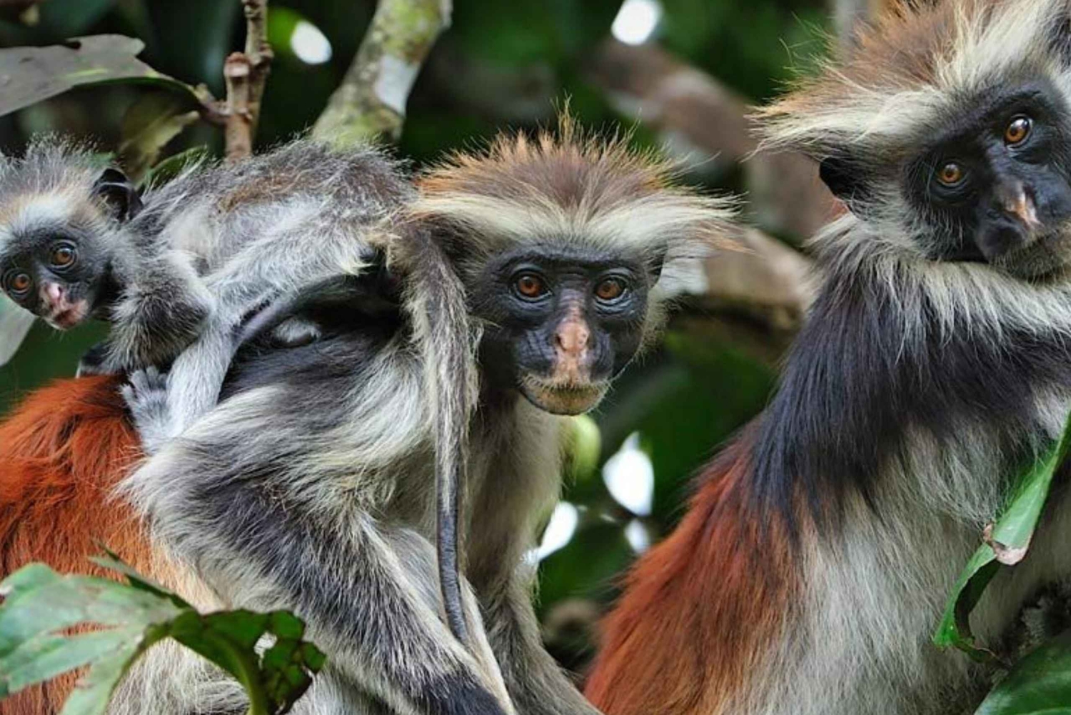 Zanzíbar: bosque de Jozani y santuario de tortugas de la cueva de Salaam