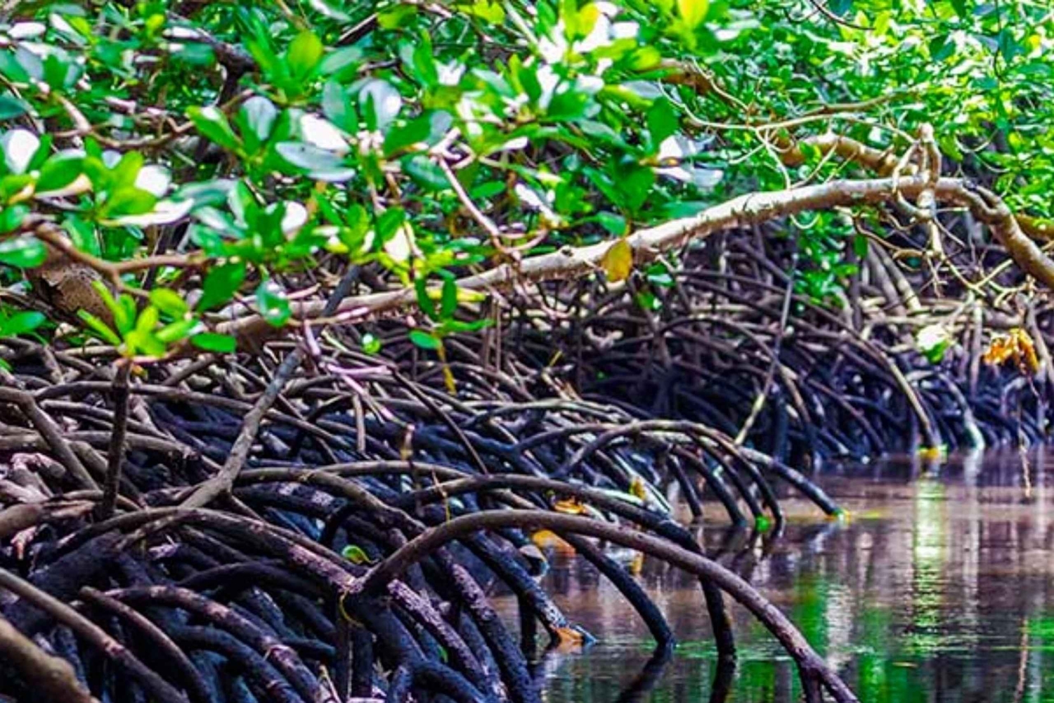 Zanzíbar: bosque de Jozani y santuario de tortugas de la cueva de Salaam