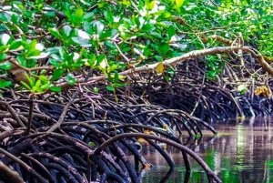Zanzíbar: bosque de Jozani y santuario de tortugas de la cueva de Salaam