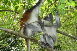 Zanzíbar: bosque de Jozani y santuario de tortugas de la cueva de Salaam