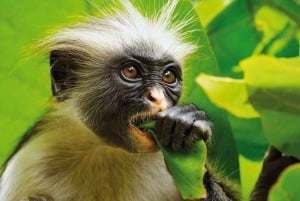 ZANZIBAR: Jozanin metsä ja Salam-luola, jossa kilpikonnia ui