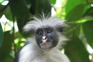 ZANZIBAR: Jozanin metsä ja Salam-luola, jossa kilpikonnia ui