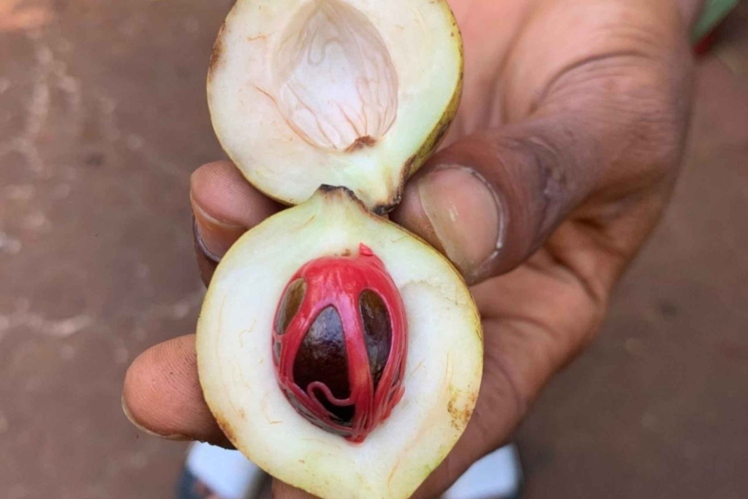 Zanzibar: Wycieczka z przewodnikiem po lesie Jozani i farmie przypraw