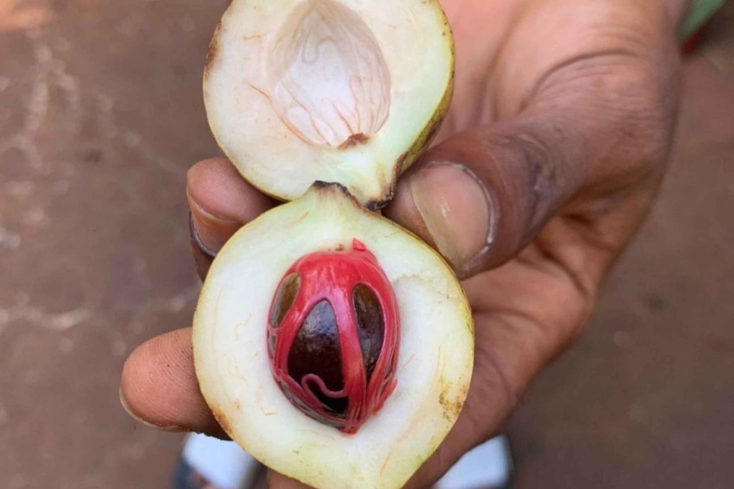 Zanzibar: Jozani Forest and Spice Farm expert Tour