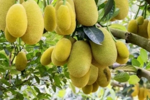 Zanzibar: Jozani Forest and Spice Farm expert Tour