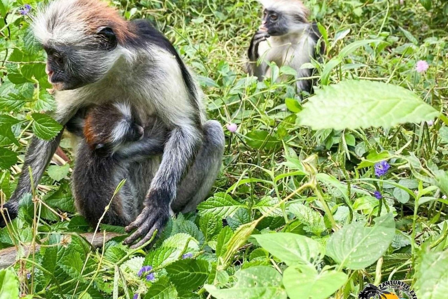 Zanzibar : visite guidée de la forêt de Jozani et de la ferme aux épices