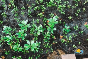 Zanzibar : visite guidée de la forêt de Jozani et de la ferme aux épices