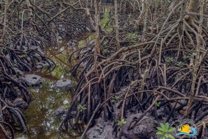 Zanzibar : visite guidée de la forêt de Jozani et de la ferme aux épices