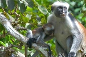 Zanzibar: Jozani-skogen og krydderfarmtur med transport