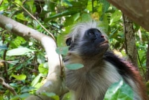 Zanzibar: Wycieczka do lasu Jozani i na farmę przypraw z transferem