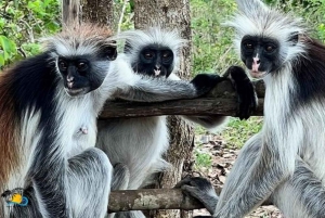 Zanzíbar: Excursión al Bosque de Jozani y Natación en la Cueva de Kuza