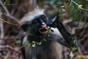 Zanzibar: Jozani Forest Tour and The Rock Restaurant