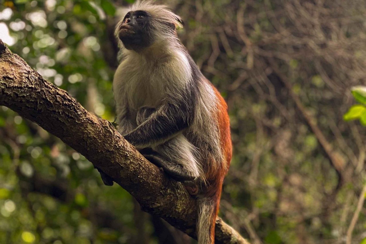 Zanzibar: Jozani-skogen og landsbyveldedighetstur med lunsj