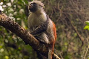 Zanzibar: Jozani-skoven og landsby-velgørenhedstur med frokost