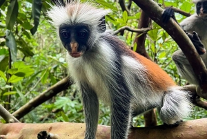 Zanzibar: Jozani-skoven og landsby-velgørenhedstur med frokost