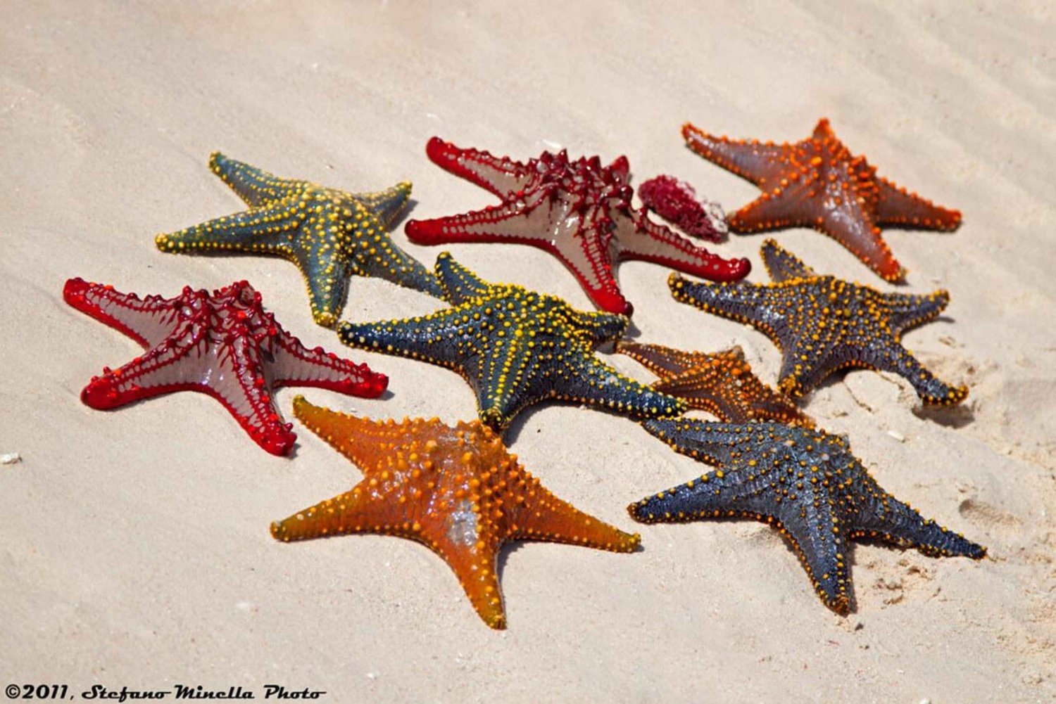 Zanzibar: Jozani-skogen, den blå lagunen og Rock Restaurant