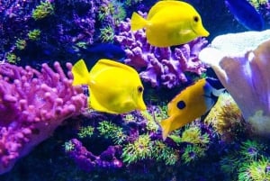 Zanzibar: Jozani-skoven, Den Blå Lagune og Kuza-grotten