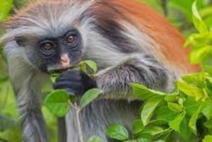 ZANZIBAR: Foresta di Jozani, Laguna Blu, pesci stella e The Rock