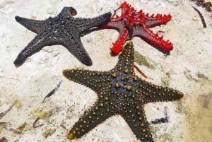 ZANZIBAR: Foresta di Jozani, Laguna Blu, pesci stella e The Rock